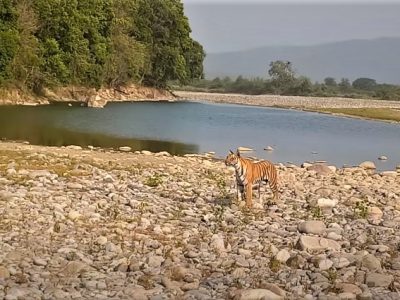 Wild Life Safari in Uttarakhand - Adventure Travel Guide